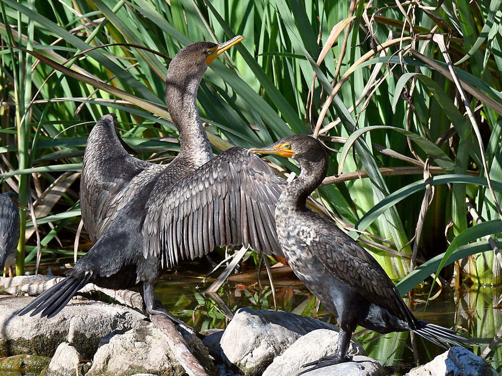 Cormorant3.jpg