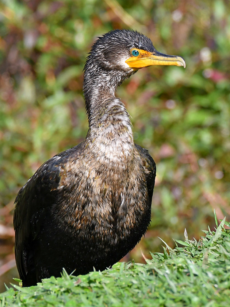 Cormorant3.jpg