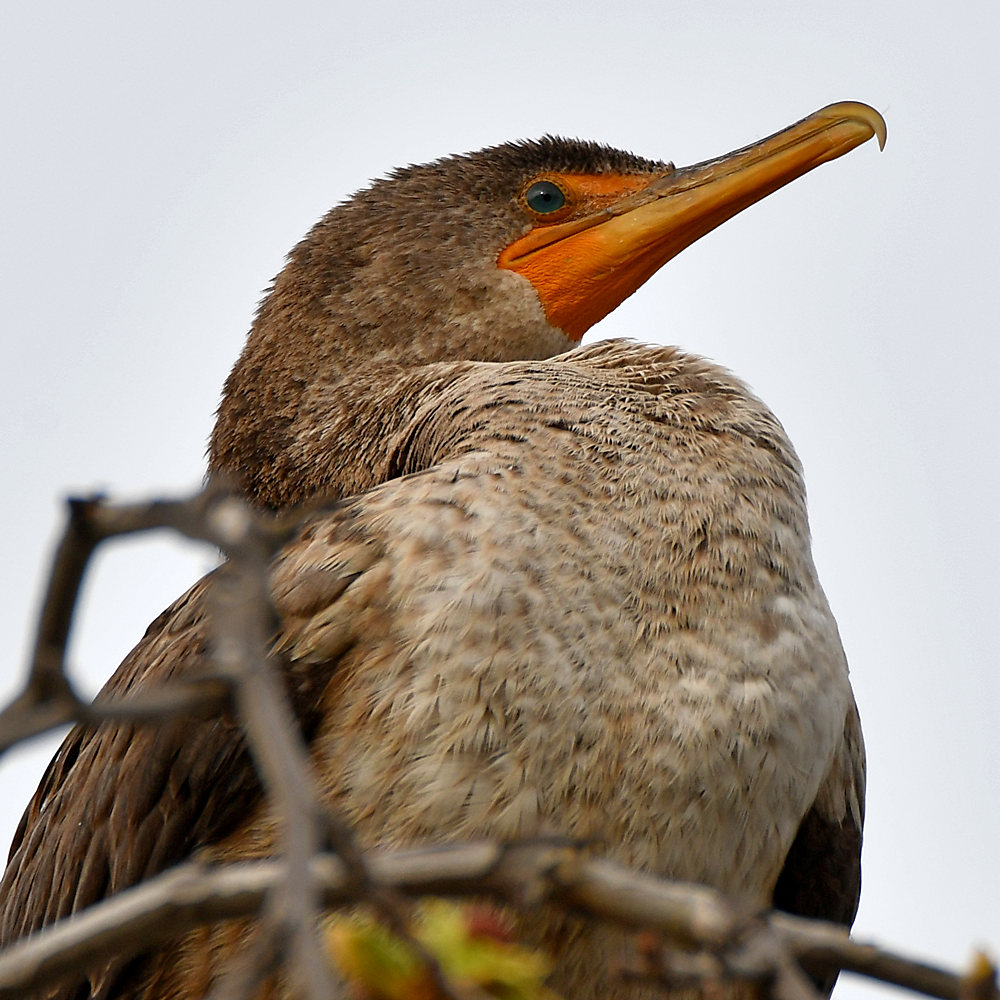 Cormorant3.jpg