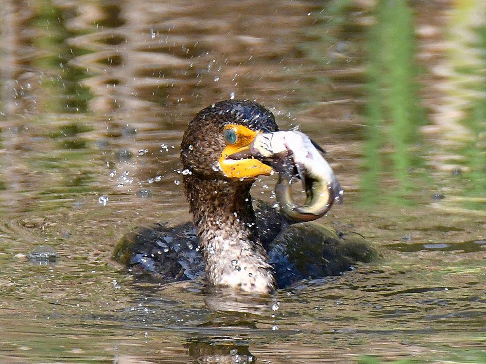 Cormorant3.jpg