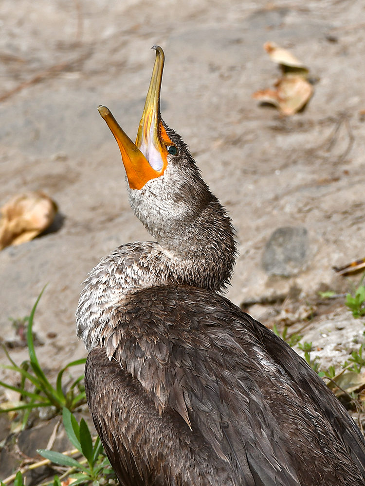 Cormorant3.jpg