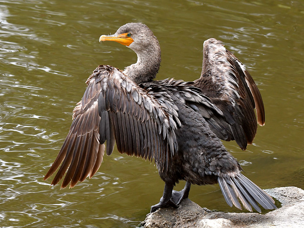 Cormorant3.jpg