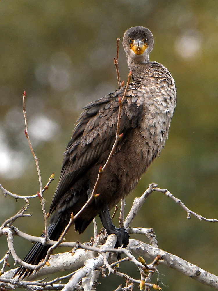 Cormorant3.jpg