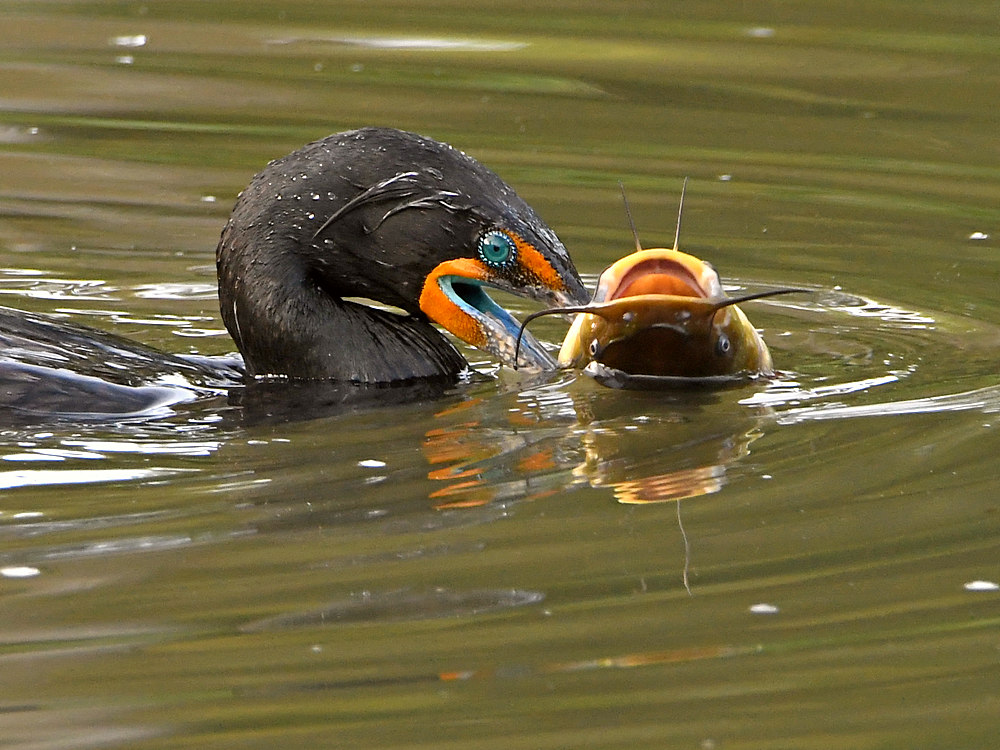 Cormorant3.jpg