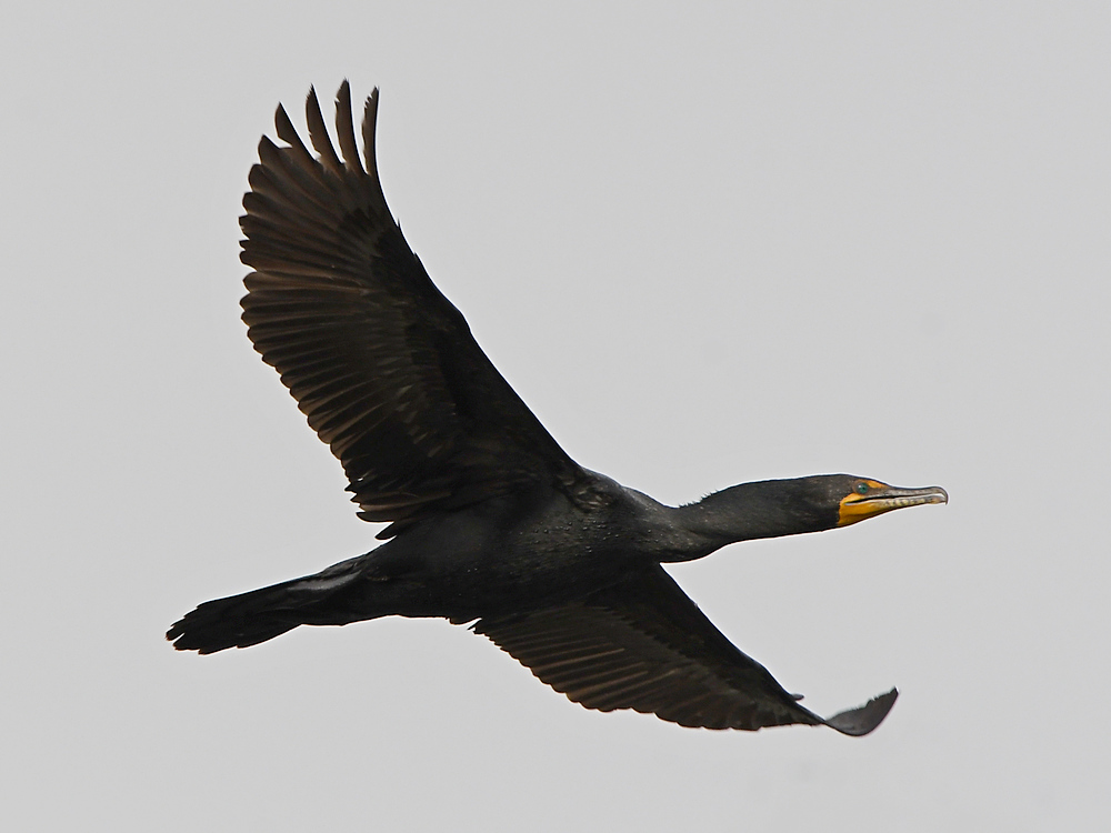 Cormorant3.jpg