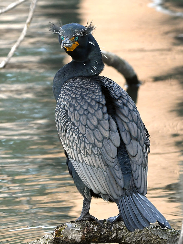 Cormorant3.JPG