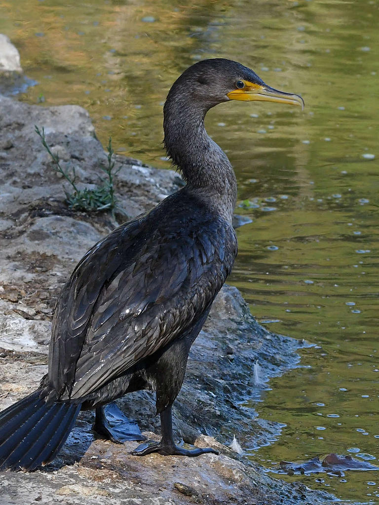 Cormorant3.jpg