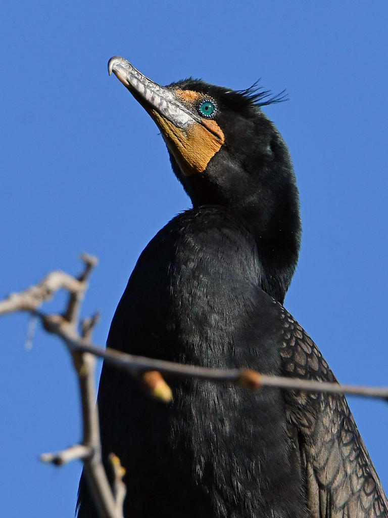 Cormorant3.jpg