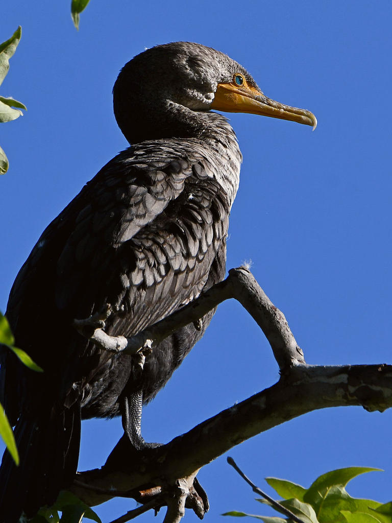 Cormorant3.jpg