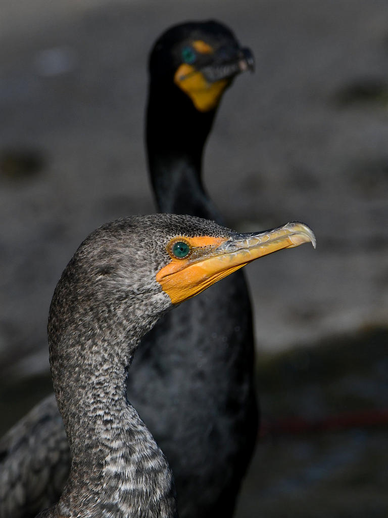 Cormorant3.jpg