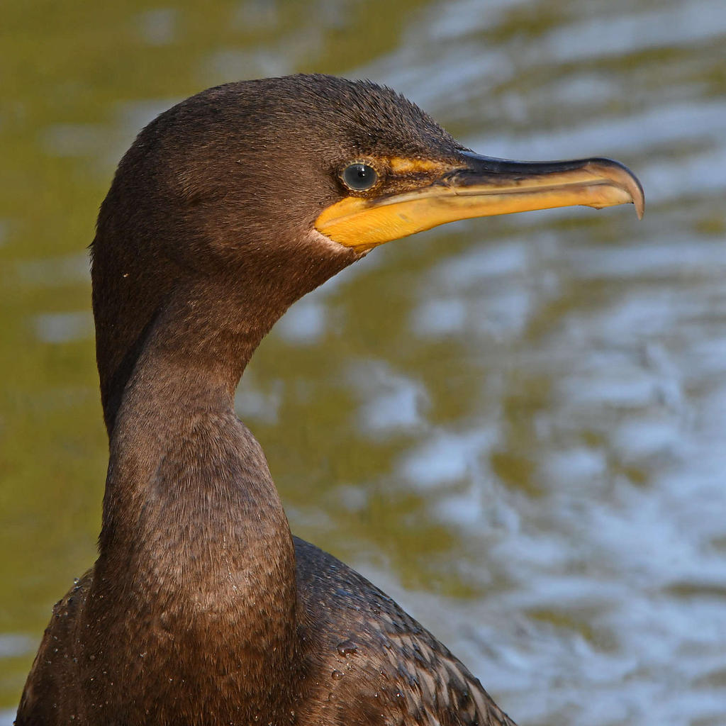 Cormorant3.jpg