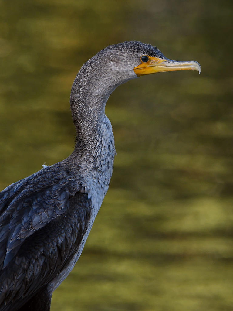 Cormorant3.jpg