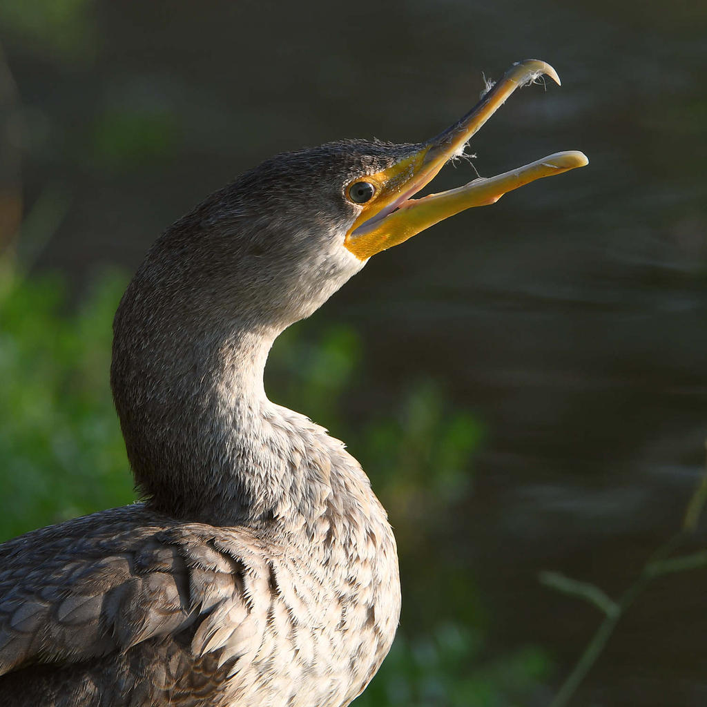 Cormorant3.jpg