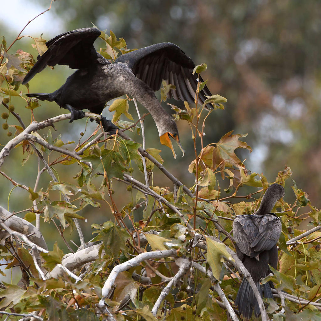 Cormorant3.jpg