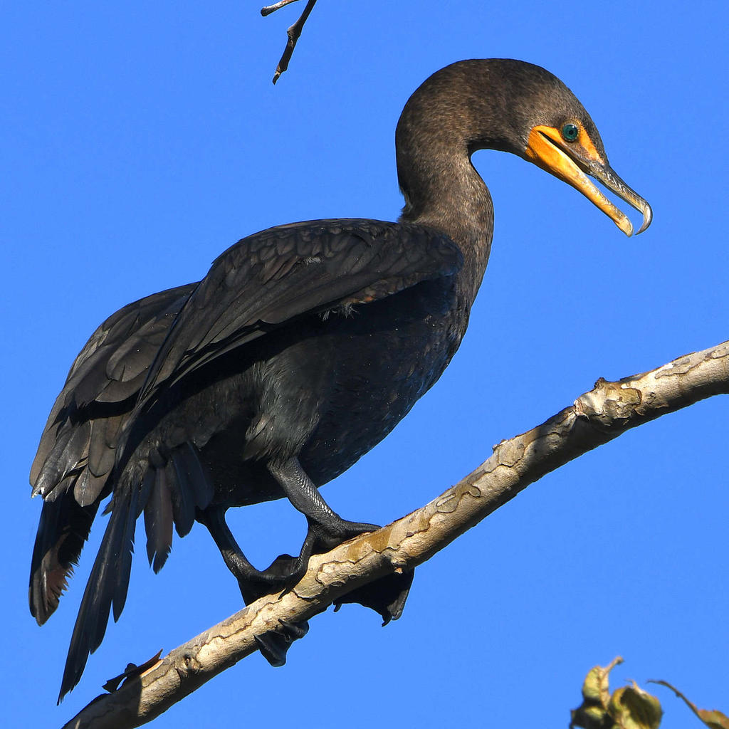 Cormorant3.jpg