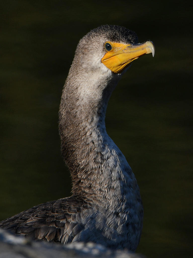 Cormorant3.jpg