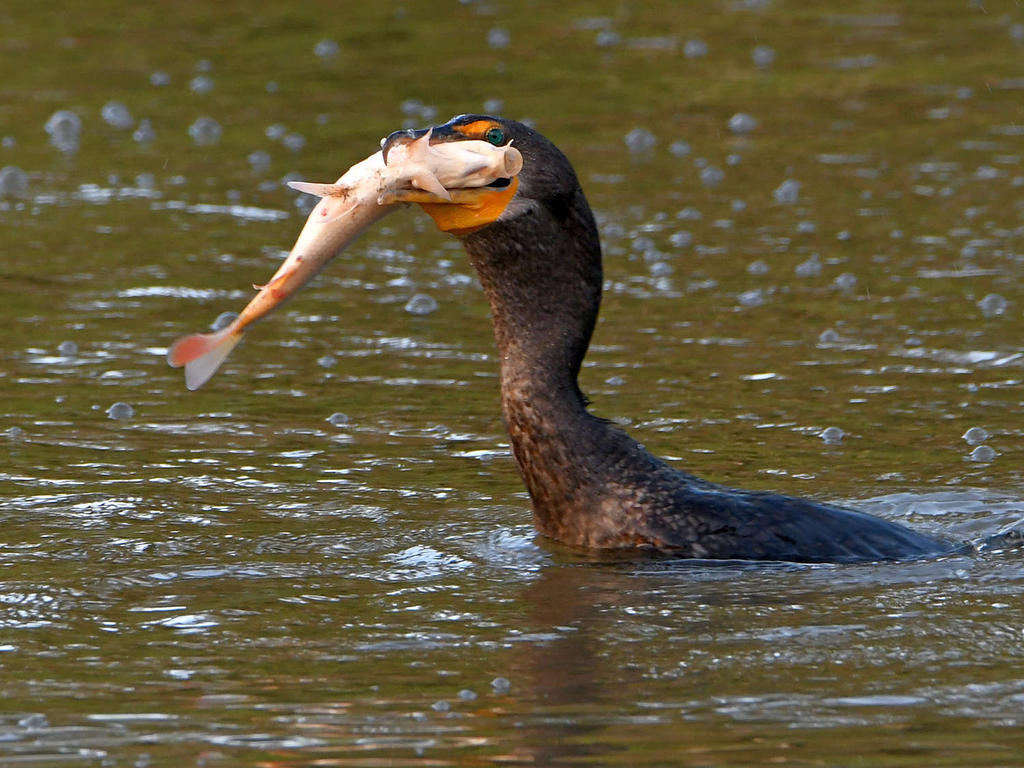 Cormorant3.jpg