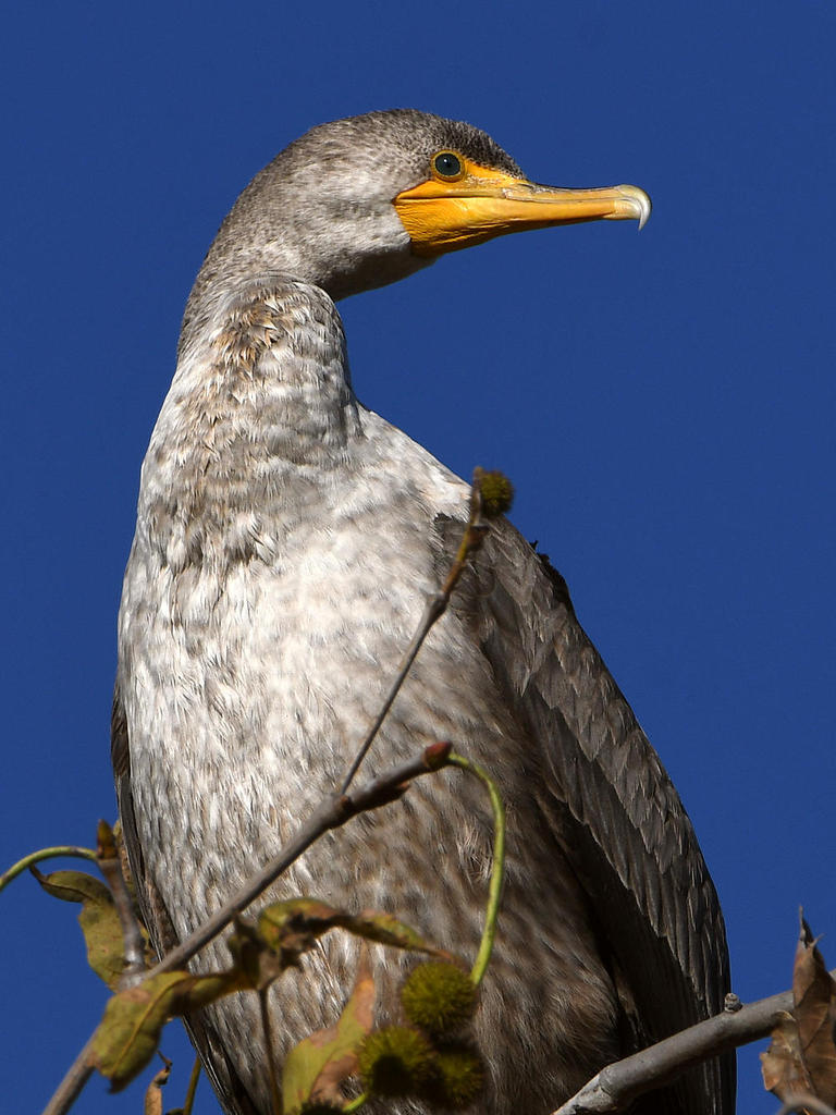Cormorant3.jpg
