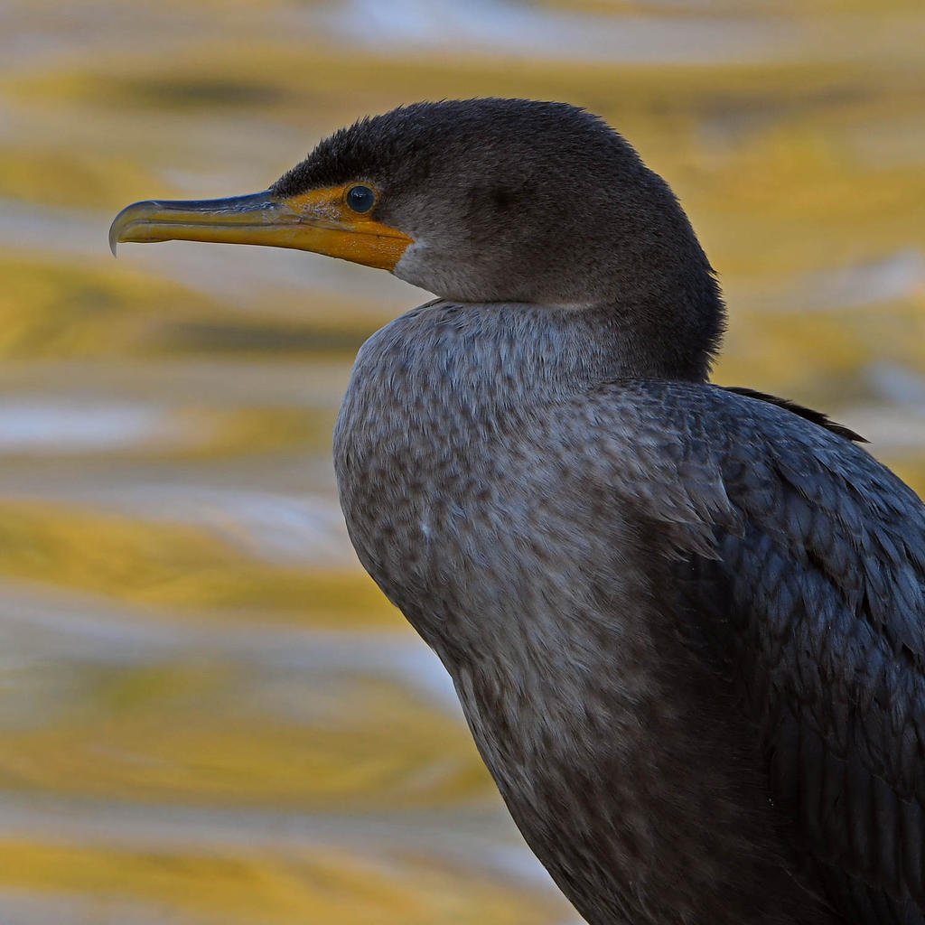 Cormorant3.jpg
