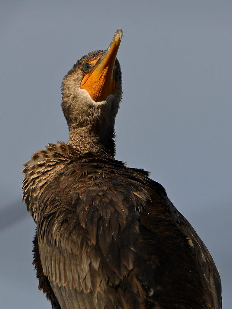 Cormorant3.jpg