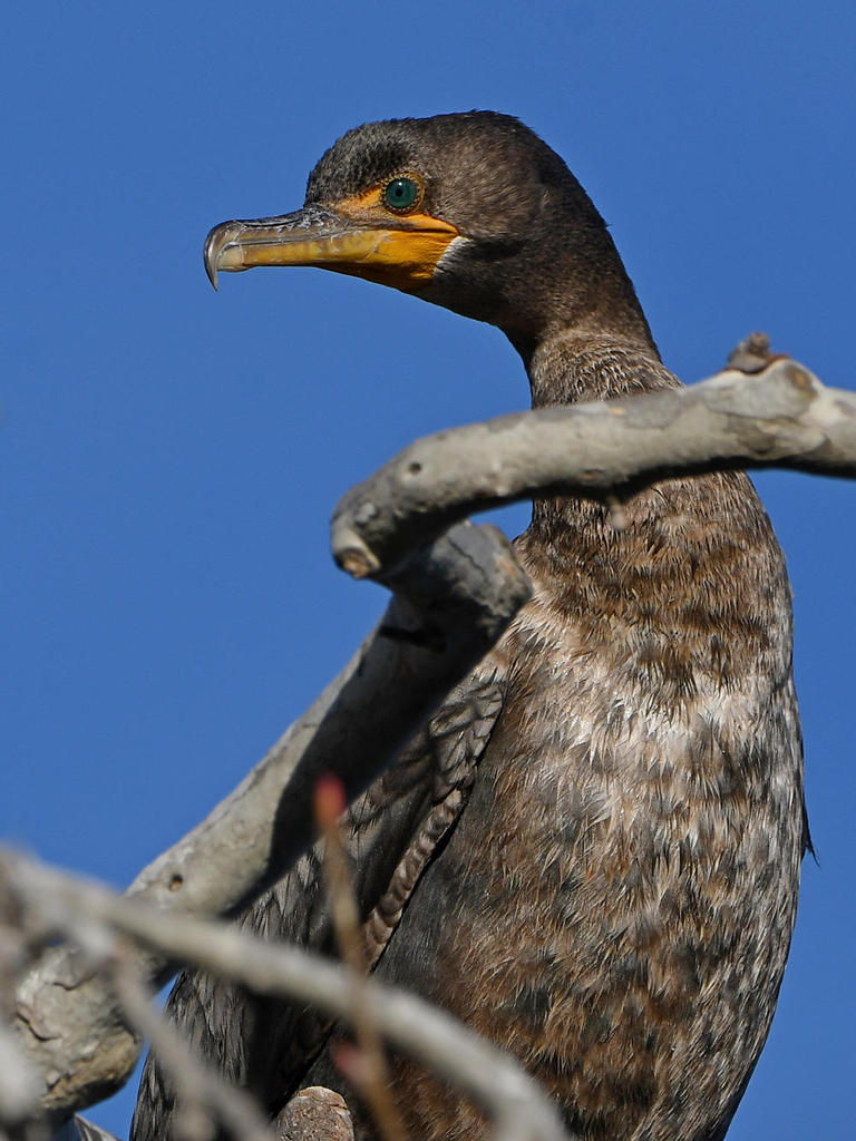 Cormorant3.jpg