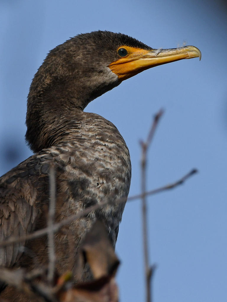 Cormorant3.jpg