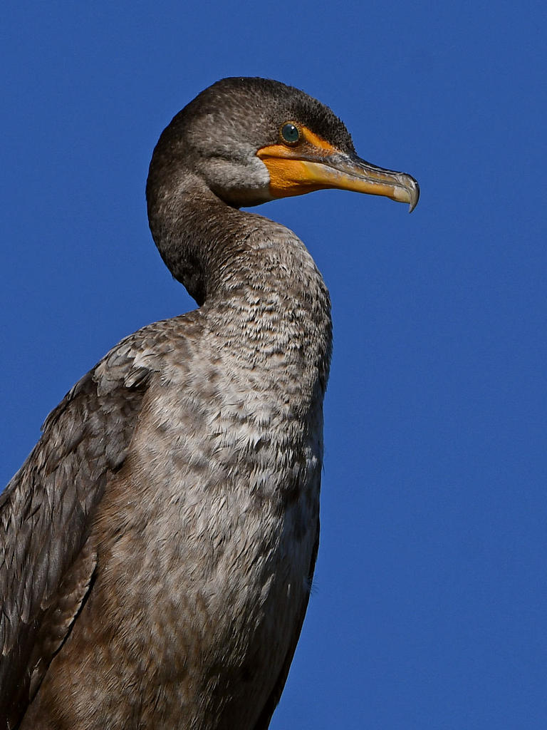 Cormorant3.jpg