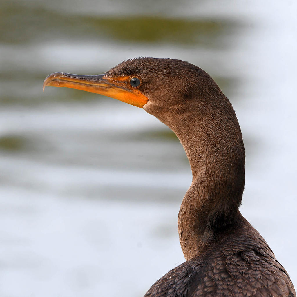 Cormorant3.jpg