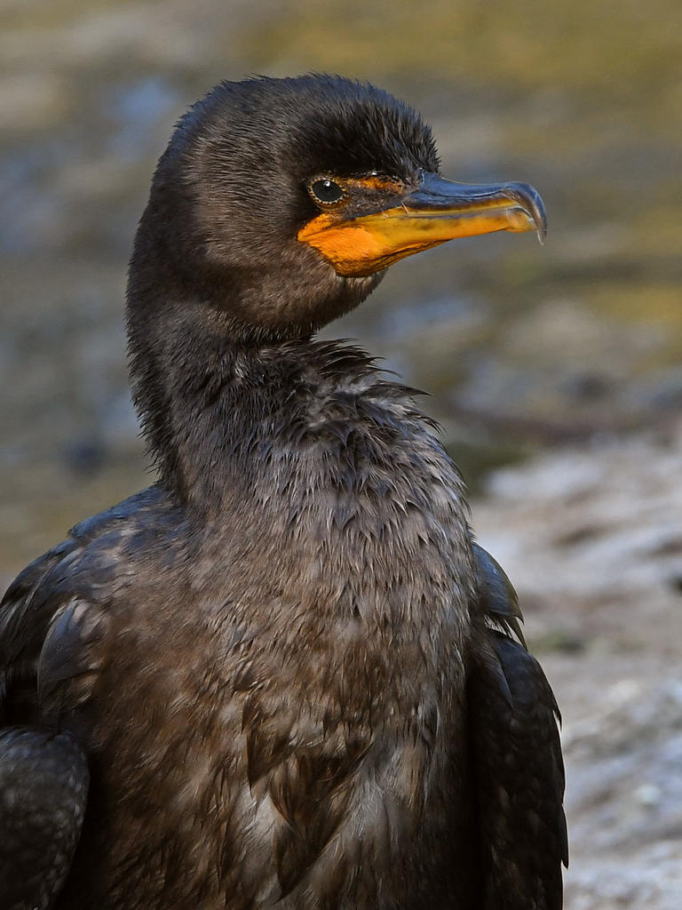Cormorant3.jpg