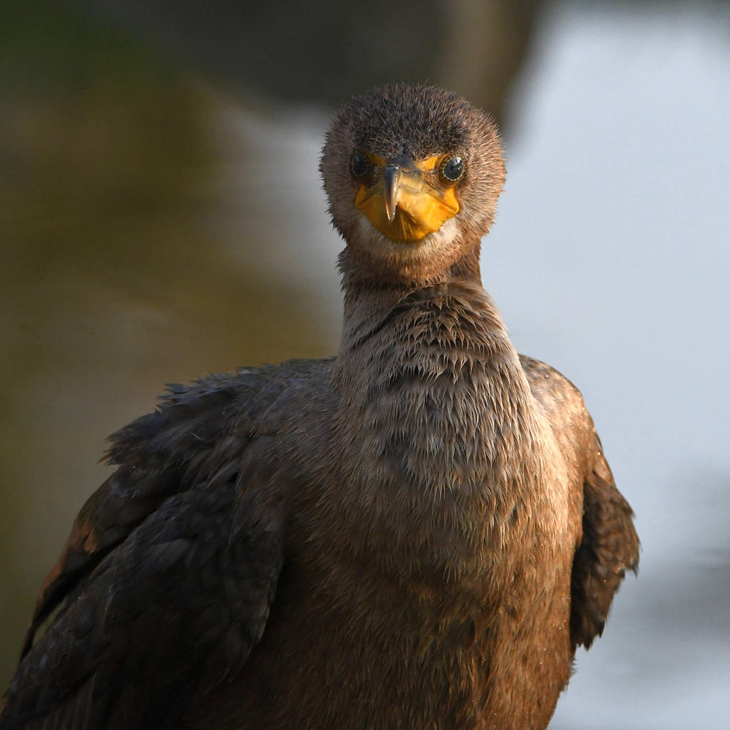 Cormorant3.jpg