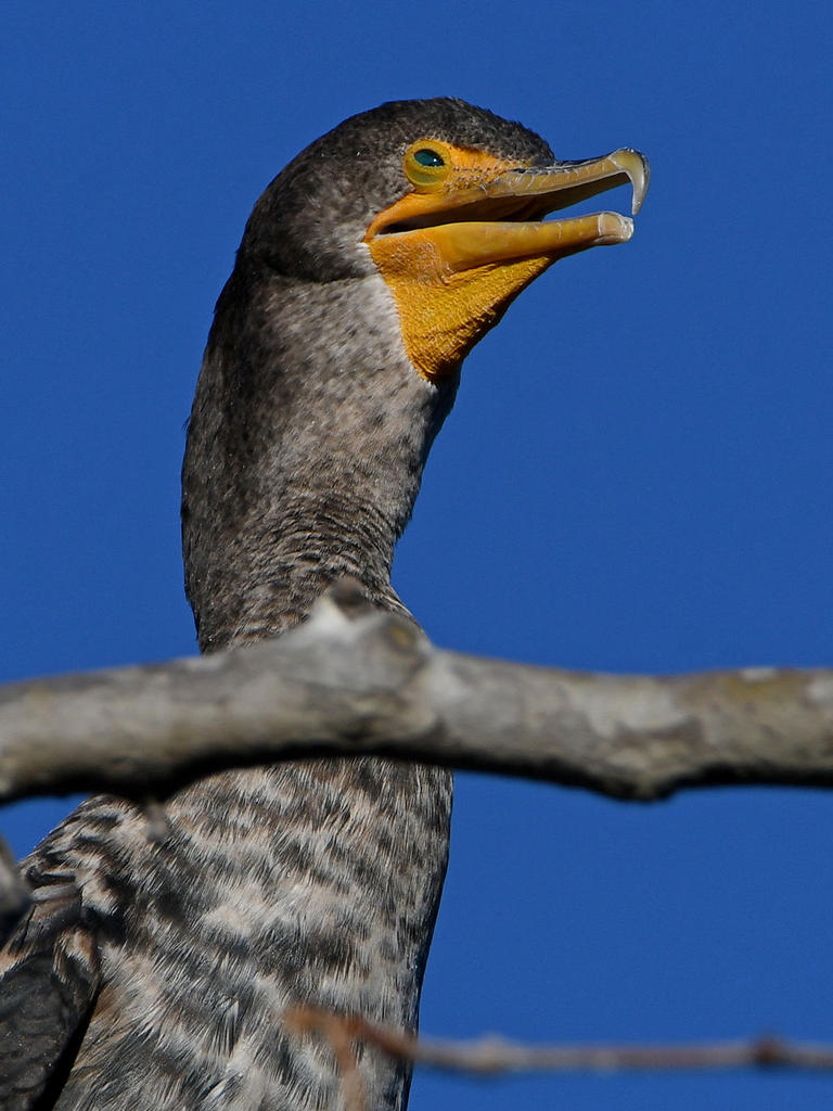 Cormorant3.jpg
