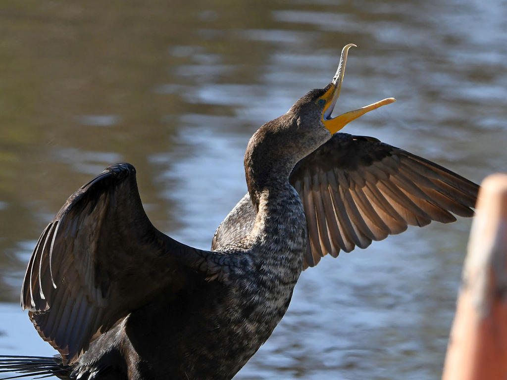 Cormorant3.jpg
