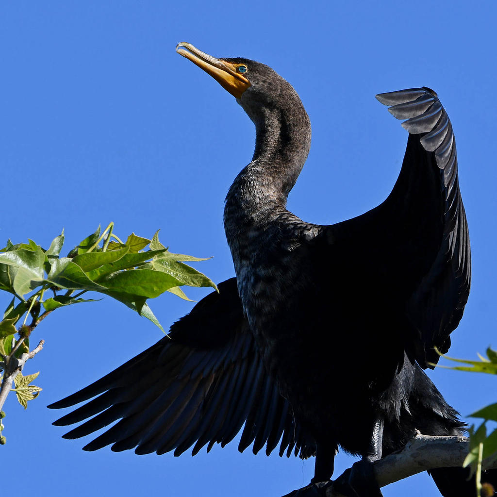 Cormorant3.jpg