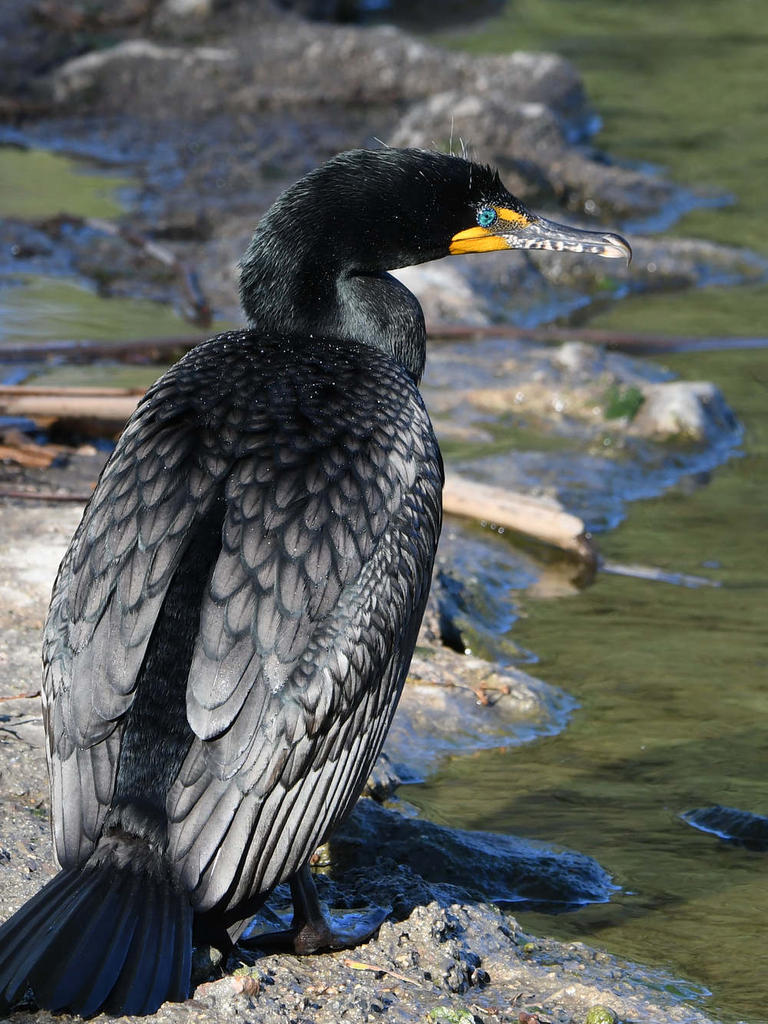 Cormorant3.jpg