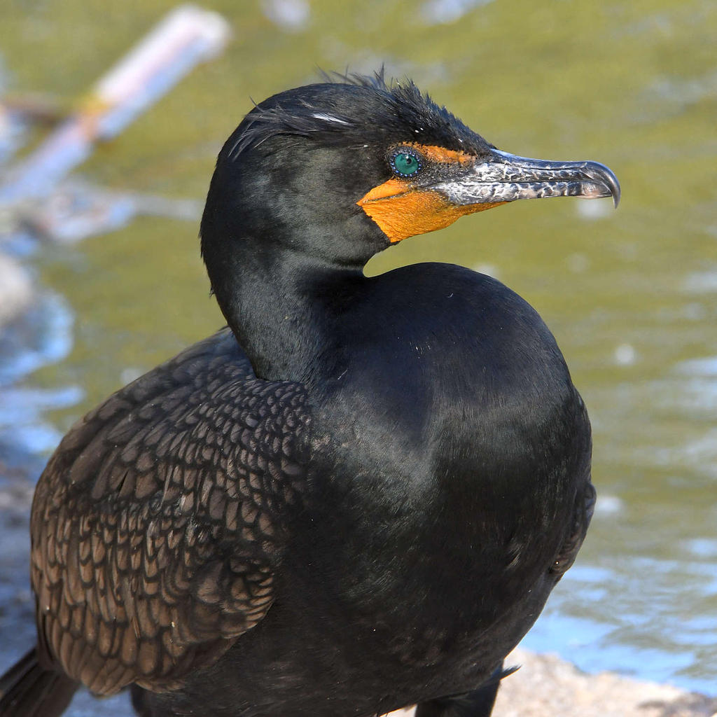 Cormorant3.jpg