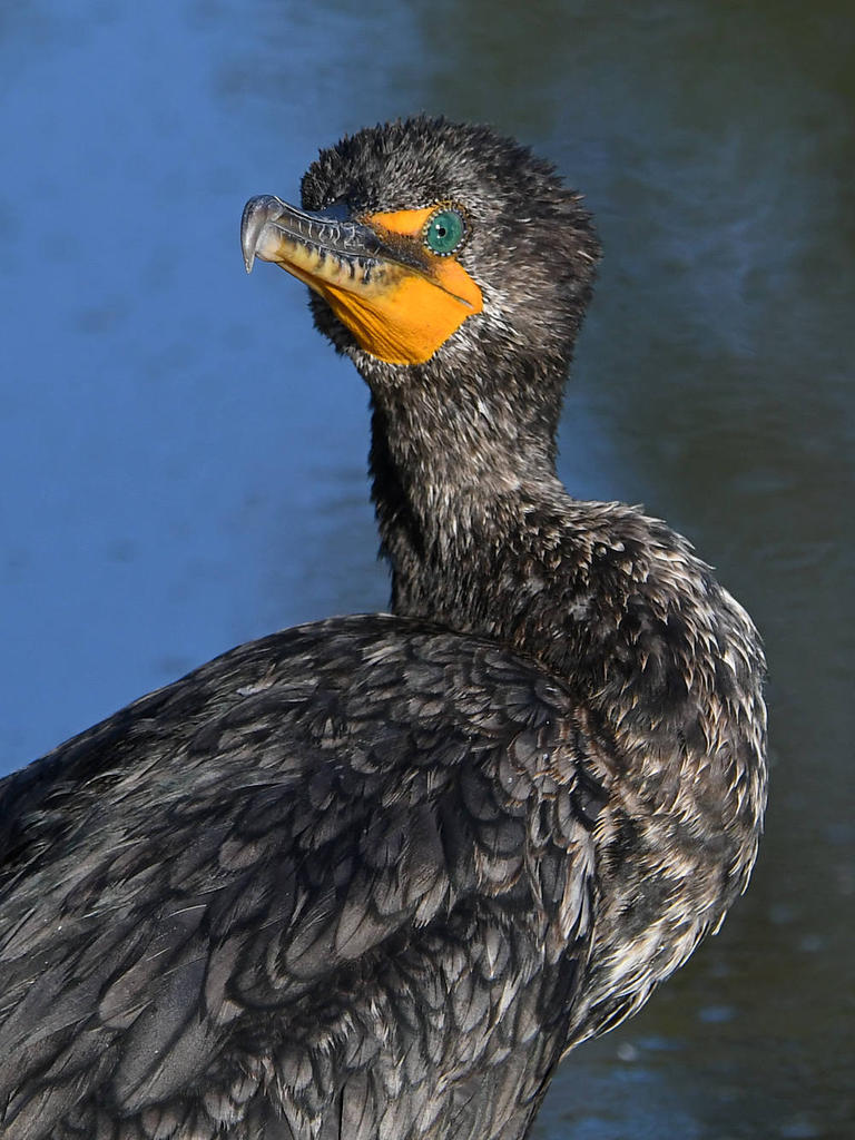 Cormorant3.jpg
