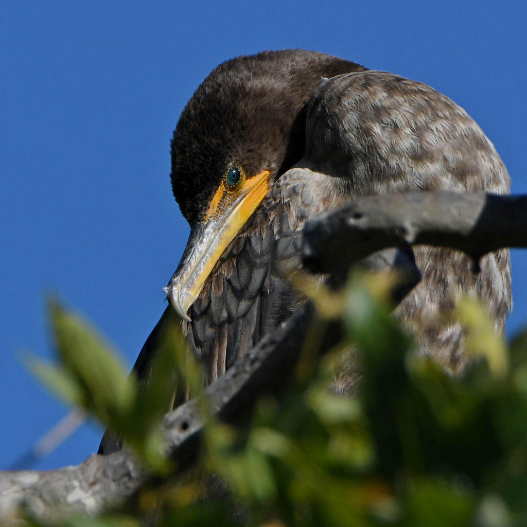 Cormorant3.jpg