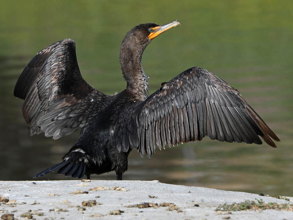 Cormorant3.jpg