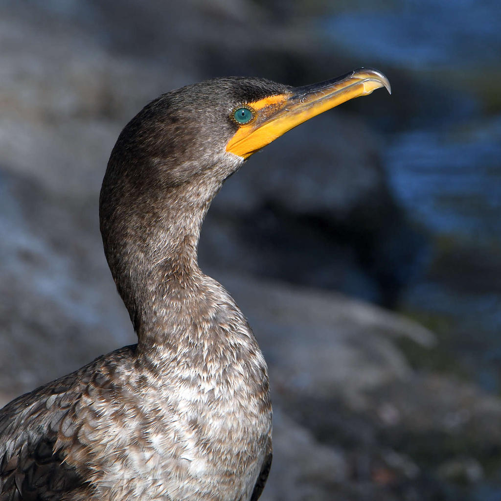 Cormorant3.jpg