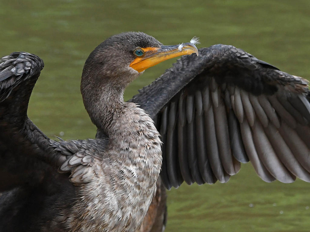 Cormorant3.jpg