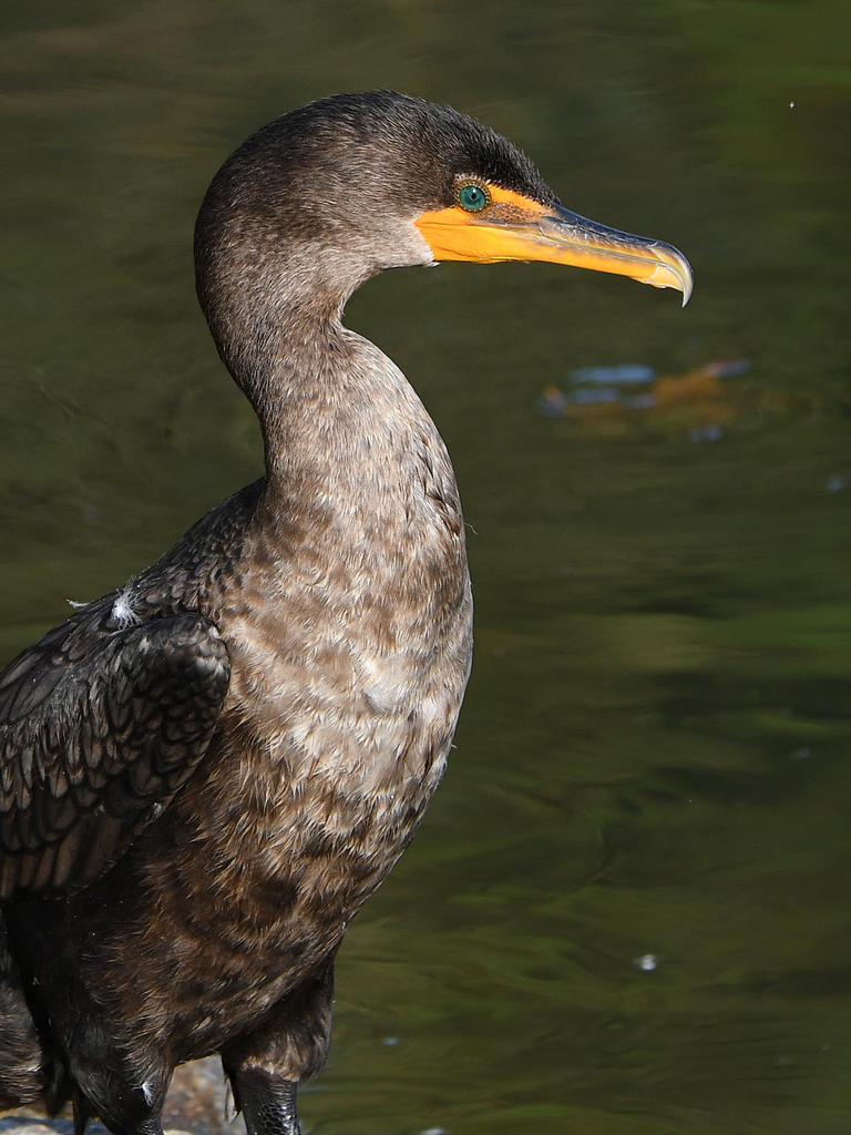 Cormorant3.jpg