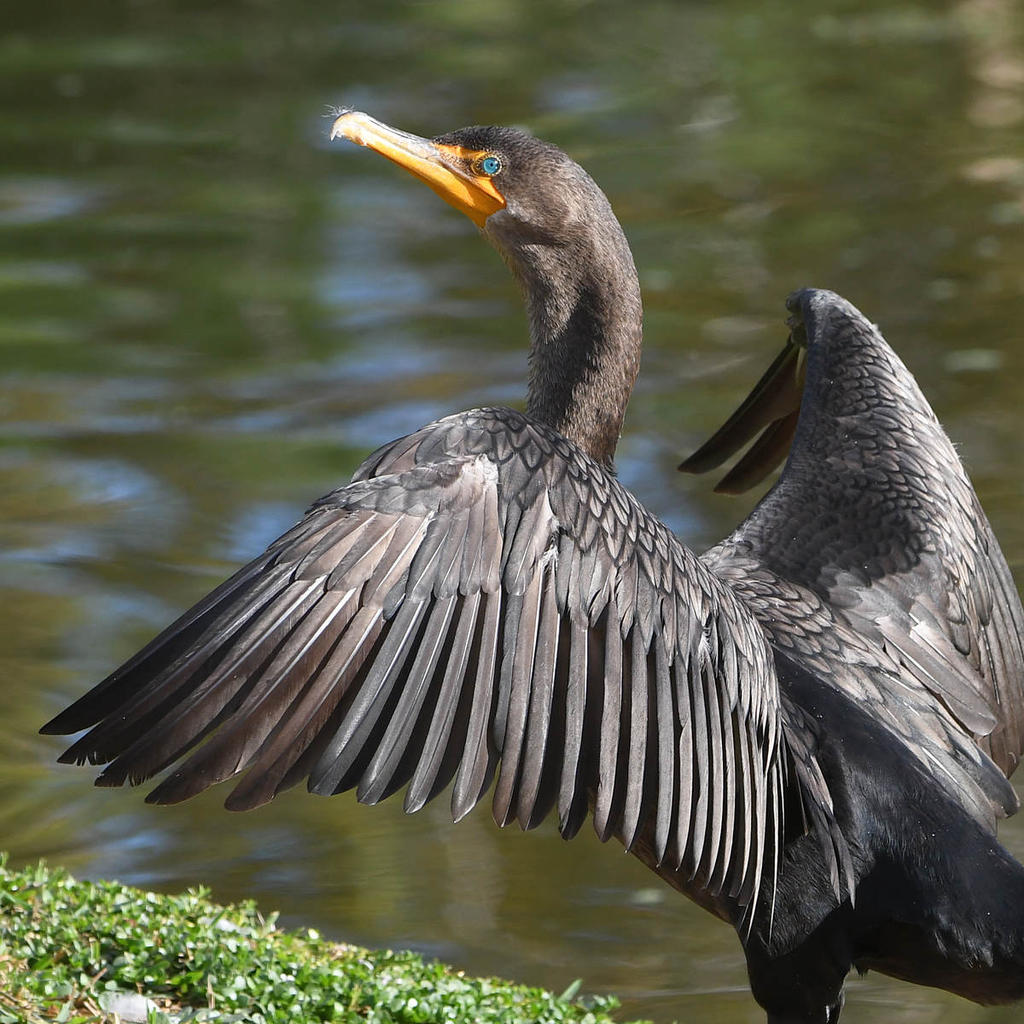 Cormorant3.jpg