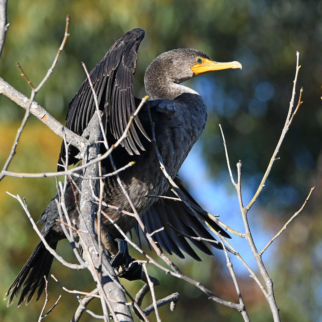 Cormorant3.jpg