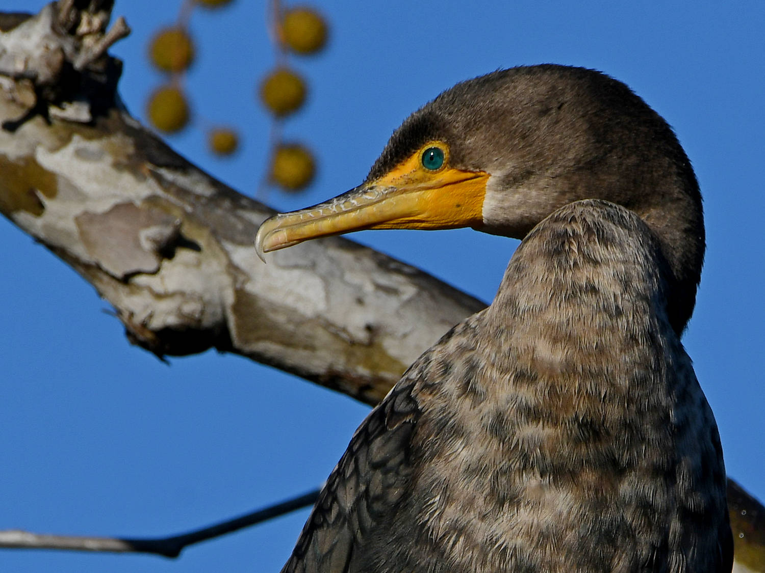 Cormorant3.jpg
