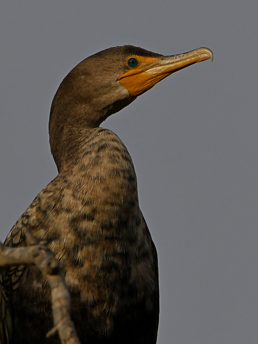 Cormorant3.jpg