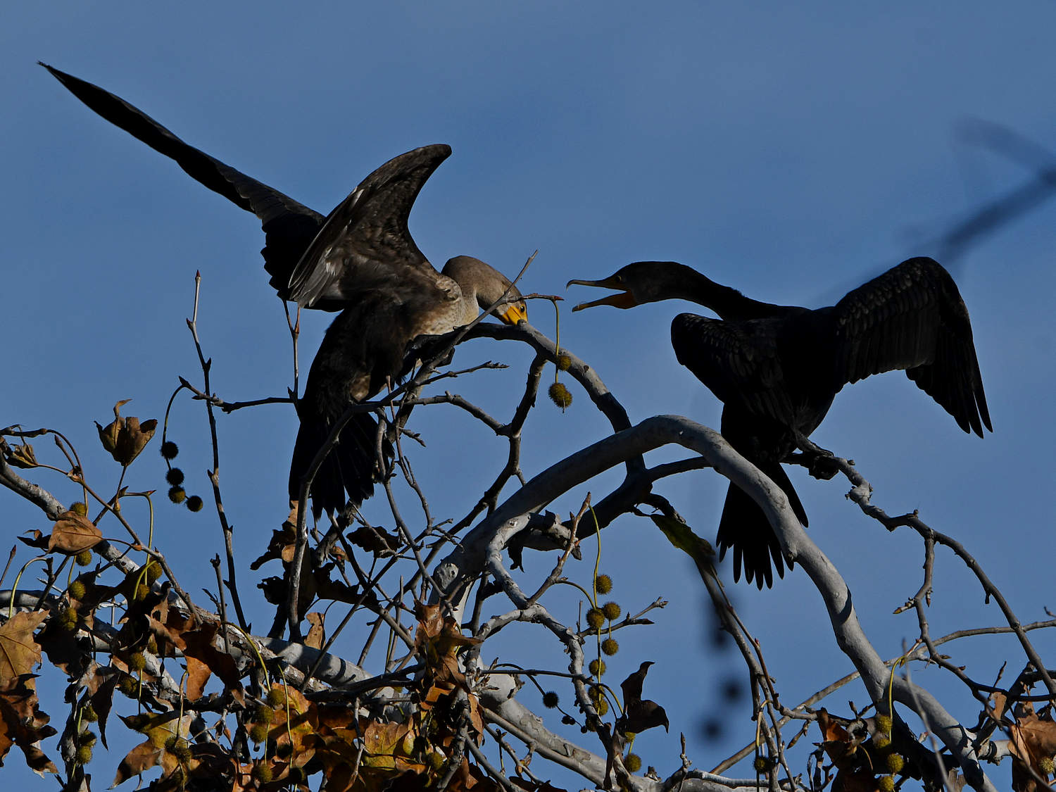 Cormorant3.jpg