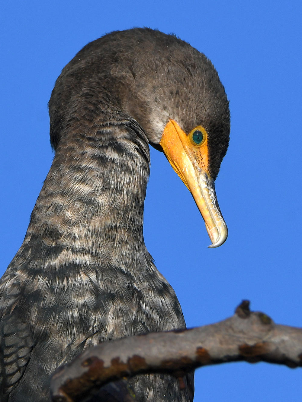 Cormorant3.jpg