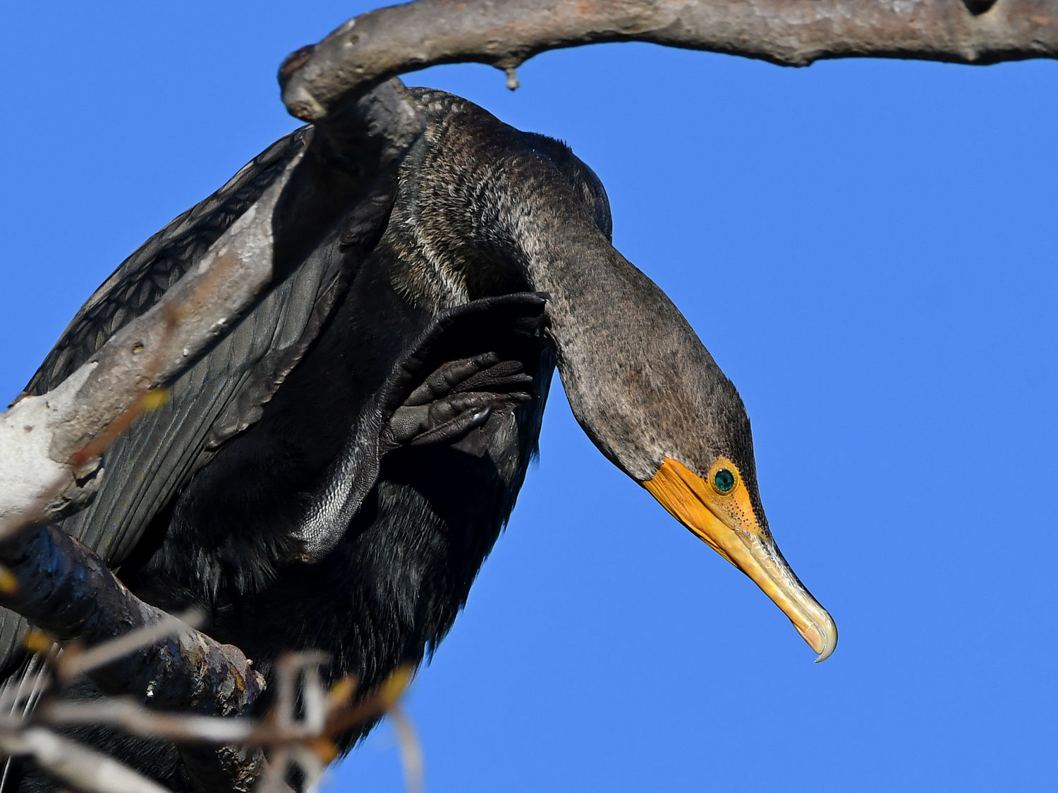 Cormorant3.jpg