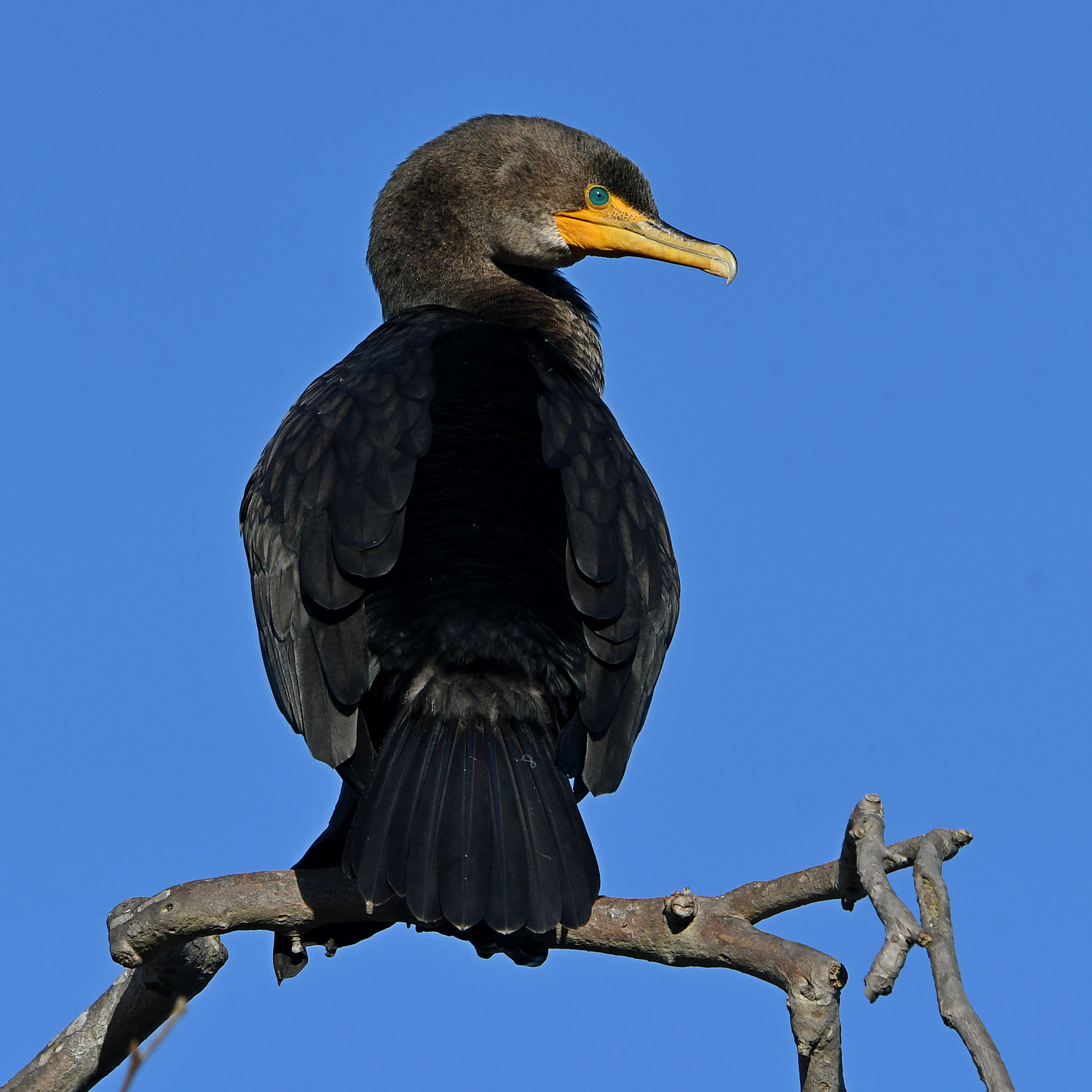 Cormorant3.jpg