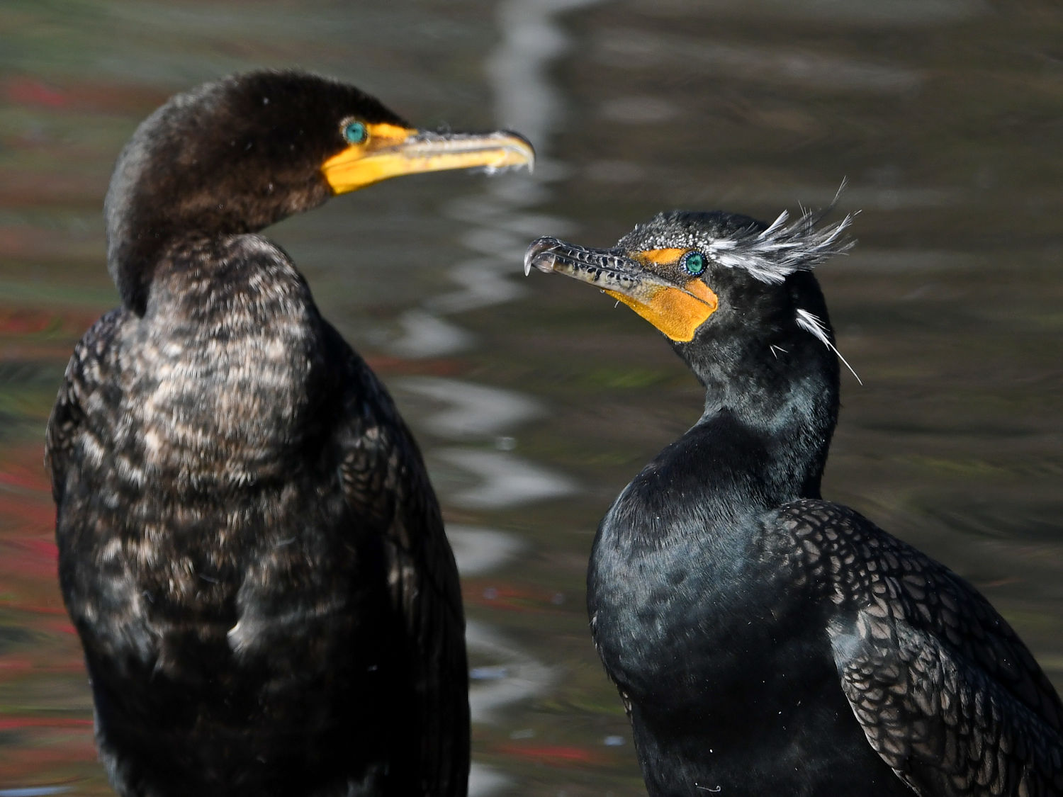 Cormorant3.jpg